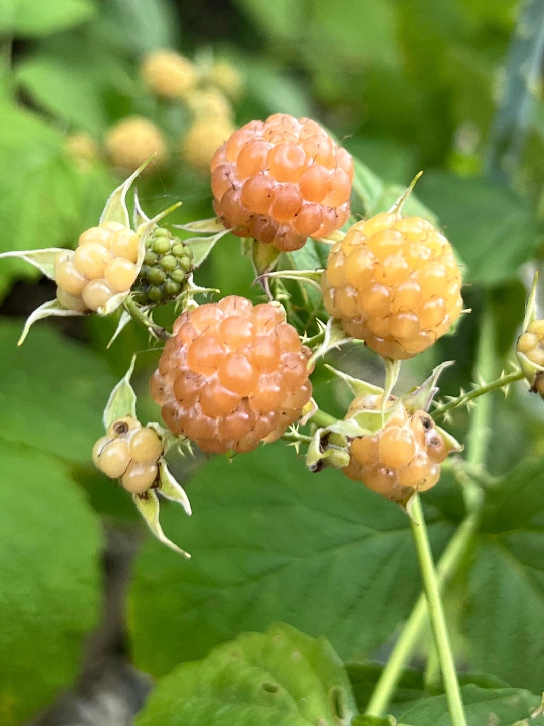 20 Very Rare Yellow Fruiting Black Raspberry (rubus Occidentalis) Seeds ...