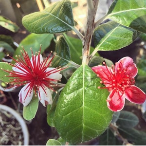May include: Close-up of a feijoa plant with two flowers. One flower is white with red accents, and the other is red with pink accents. The plant has green leaves.