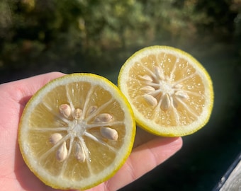 May include: Two halves of a sliced yellow lemon, showcasing the juicy interior and seeds. The lemon's rind is a vibrant yellow, contrasting with the pale yellow flesh and visible seeds. The image is taken outdoors in natural light.