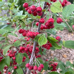 May include: Close-up of a branch laden with bright red berries. The berries are round and clustered, contrasting with the green leaves. The image captures the natural beauty of the plant, showcasing its vibrant colors and textures.