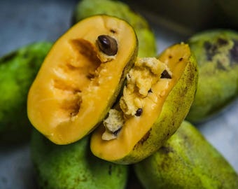 10-30 Pawpaw (Asimina Triloba) Seeds. Freshly Harvested From Premium Select Cultivars. Large, Delcious, Edible Fruit.