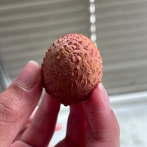 20 Lychee/Litchi Seeds. Freshly Harvested. Large, Delcious, Edible Fruit. Rare fruit! Free Shipping