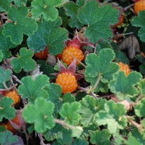 May include: Close-up of a cluster of ripe orange-colored berries growing on a green leafy plant. The berries are round and have a bumpy texture.