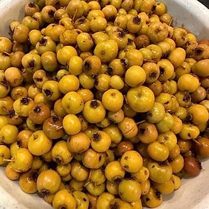 5 Rare Yellow Azarole cuttings - 6&quot; - 10&quot; long, not rooted, organic