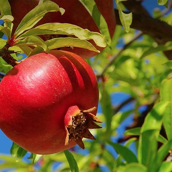 5 Extra Cold Hardy Pomegranate cuttings from Premium cultivars - 6" - 10" long, not rooted, organic. Grown outdoors in Zone 6B