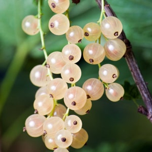 May include: Close-up of a cluster of ripe white currants. The translucent berries are a pale yellow color and are attached to green stems. The background is a blurred mix of green leaves and branches, creating a natural setting.
