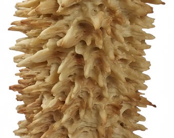 Simply Natural Birthday and Wedding Tree Cake ( Sakotis ) ( Raguolis ) 16 inch