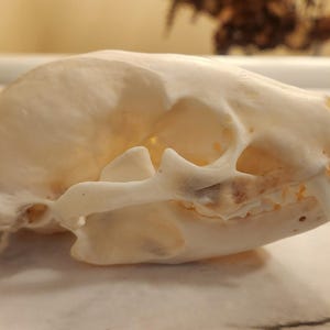 Real US Badger Skull Local