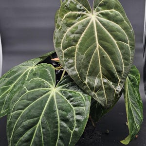 Anthurium CBxC - (Carla x BVEP) x Carla