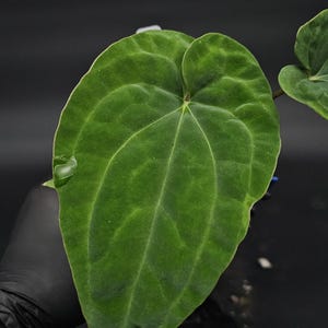 Anthurium Carlablackiae x BVEP F2