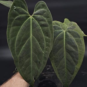 Anthurium Besseae x ((Forgetii x Waro) x Portillae)