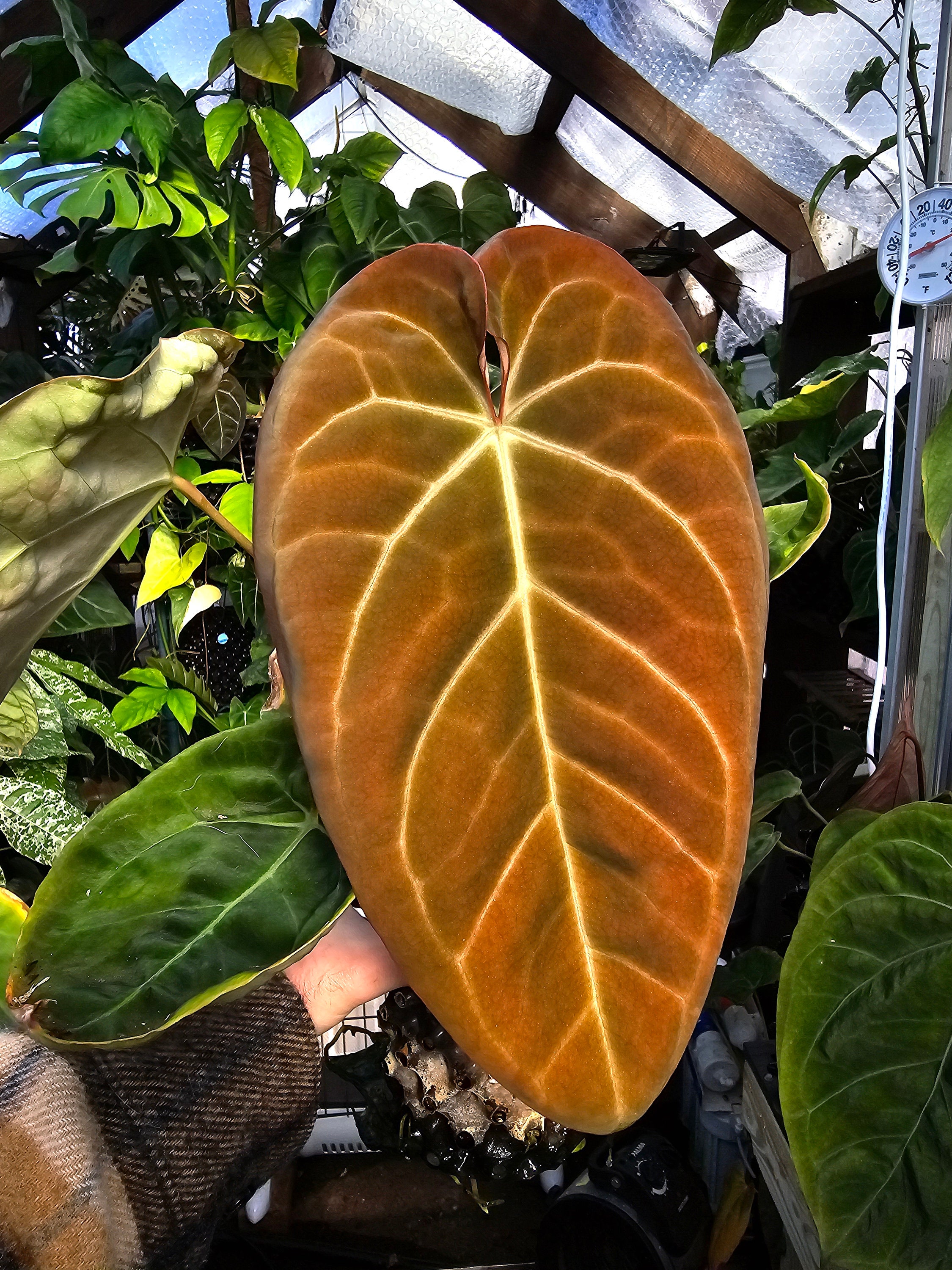 Anthurium (black Widow X Michelle) X (dorayaki X Antolakii) - Etsy