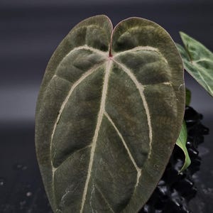 Anthurium (Red Crystal x Dressleri) x Carlablackiae