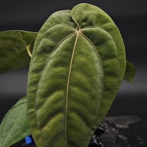Anthurium Papillilaminum RA5 x RG Dressleri