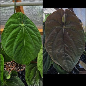 Anthurium (Carlablackiae x BVEP) x RG Dressleri - Growers Choice