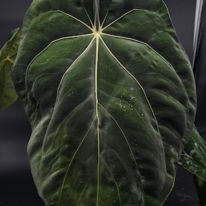 Anthurium Carlablackiae x BVEP - Mature, flowering mother plant