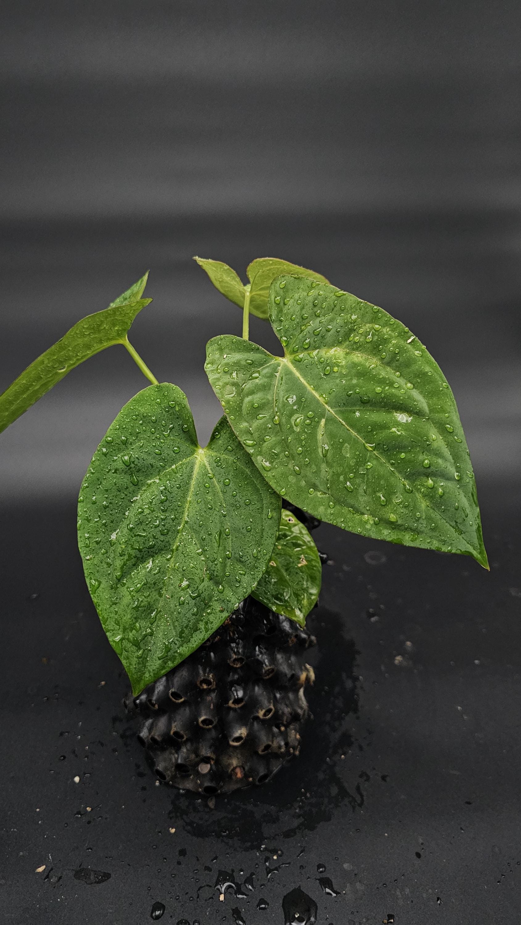 Anthurium Bvep X Pap - Etsy