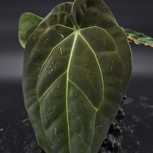 Anthurium Carlablackiae x BVEP F2