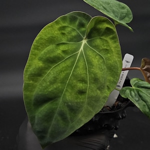 Anthurium Carlablackiae x BVEP F2