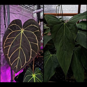 Anthurium Carlablackiae x Portillae - Growers Choice