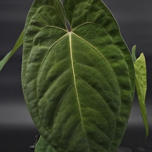 Anthurium (Pap x Dark Phoenix) x (BVEP x Dark Phoenix)