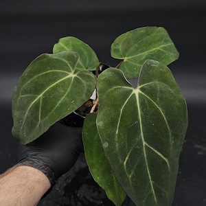 Anthurium (Carlablackiae x RL) x Carlablackiae