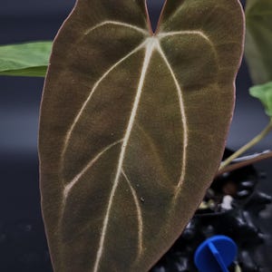 Anthurium (Carlablackiae x RL) x Carlablackiae