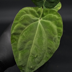 Anthurium Carlablackiae x BVEP F2