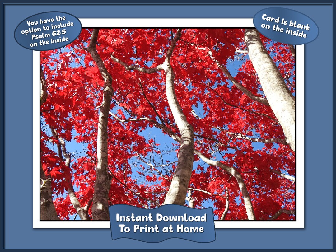 Digital Download Note Card With Red Maple Tree Photo, Image With Blue ...