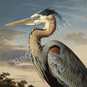 Blauwe reigerkunst | Vogelillustratie Audubon-stijl (directe download)