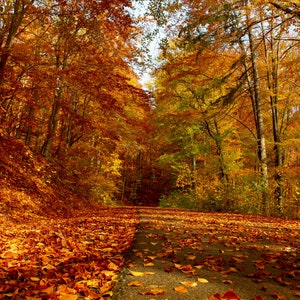 Autumn Forest Landscape Photo Print Fall Forest Poster Hiking Trail in Autumn Forest Digital Photo Print Woodland Poster Fall Wall Art