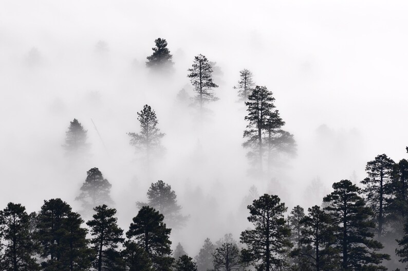 Green Pine Tree Forest. Blue Foggy Mountains. Set of 3 Prints