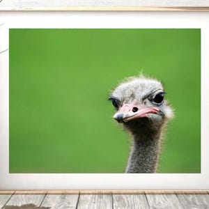Gray Ostrich Photo: African Bird Art Print (Digital Download)