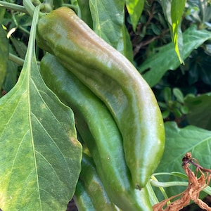 10+ New Mexico Big Jim Pepper Seeds | Hatch Green Chile variety
