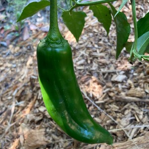 10+ NuMex Joe E. Parker Chile Pepper Seeds | Hatch Green Chile variety