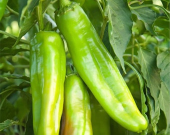 Lumbre (New Mexico) Chile Pepper Plant | Hatch Green Chile variety