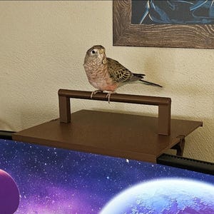 May include: A small, tan and pink bird perched on a brown shelf attached to a computer monitor. The bird has speckled wings and a light pink chest. The shelf is rectangular with a handle-like bar. The monitor displays a space scene.