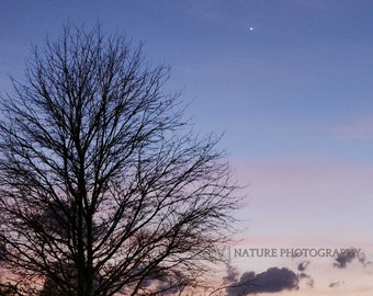 Tree Silhouette Photography - Wall Art - Sky with Crescent Moon Print