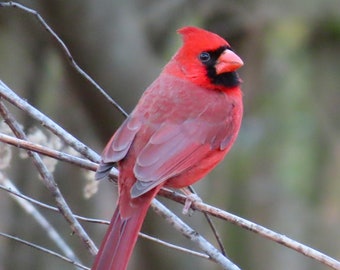 Cardinal Print - Wall Art - Bird Photography