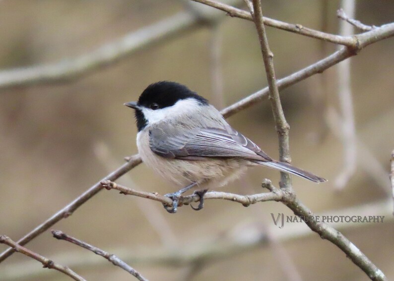 Chickadee Print Wall Art Bird Photography Etsy