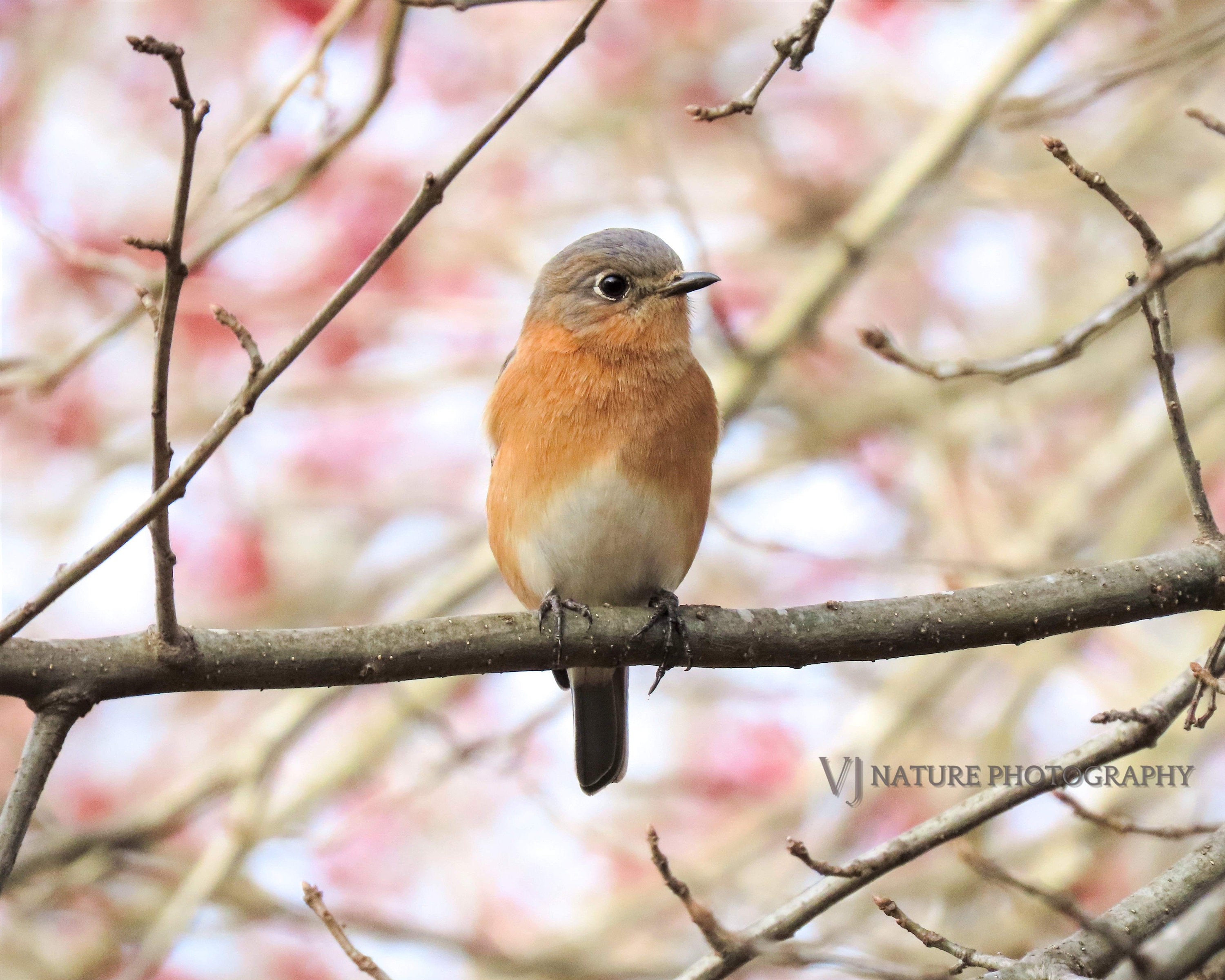 Bluebird Print Wall Art Bird Photography Etsy