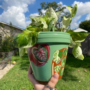 Plants Pot