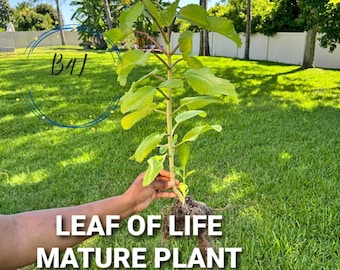 1 ft+ Jamaica Leaf of life fully grown live plant | Organic Miracle Leaf| Bryophyllum pinnatum | Kalanchoe Pinnata