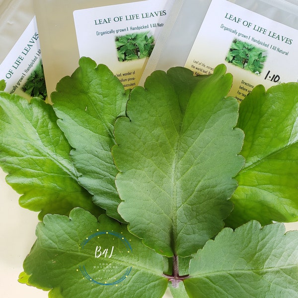 Leaf of life LEAVES Organic Jamaica Miracle Leaf | Bryophyllum pinnatum | Kalanchoe Pinnata