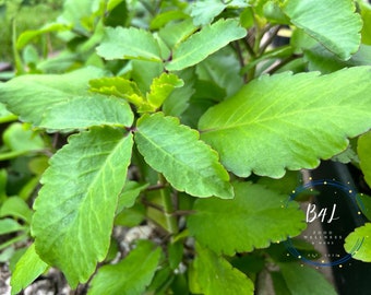 Jamaica Leaf of life 9+ in Young adult plant| Organic Miracle Leaf| Bryophyllum pinnatum | Kalanchoe Pinnata