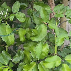 Leaf of life plant UNROOTED 12 in+ adult plant topper| Organic Miracle Leaf| Bryophyllum pinnatum | Kalanchoe Pinnata