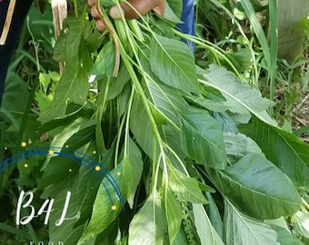 Jamaican Callaloo Seeds up to 350+  | Organic Amaranth Seeds| Callaloo Plant | Chinese Spinach | Amaranthus Viridis  | Quintonil