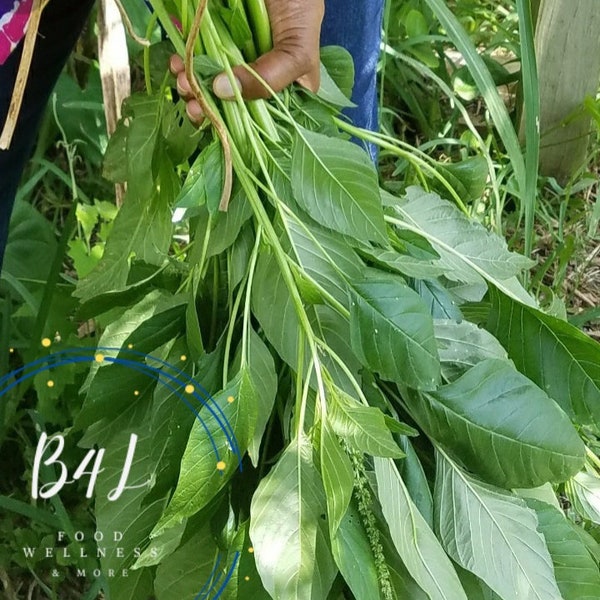 Jamaican Callaloo  Seeds up to 300+  | Organic Amaranth Seeds| Broad Leaf Callaloo Plant | Chinese Spinach | Amaranthus Viridis  | Quintonil