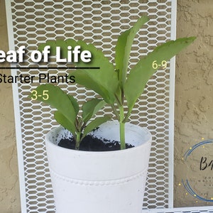 Jamaica Leaf of life starter plant | Organic Miracle Leaf| Bryophyllum pinnatum | Kalanchoe Pinnata | Patharchatta