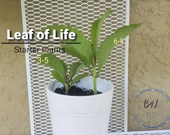 Jamaica Leaf of life starter plant SHIPS IN A BOX | Organic Miracle Leaf| Bryophyllum pinnatum | Kalanchoe Pinnata